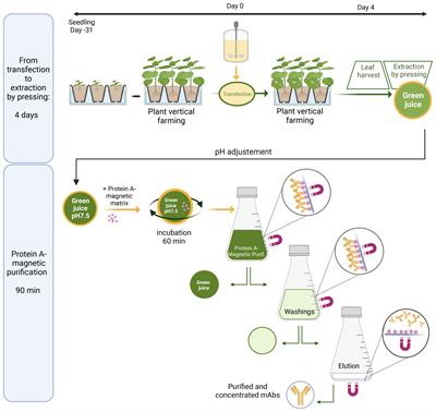 A fast and easy one-step purification strategy for plant-made antibodies using Protein A magnetic beads